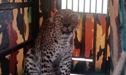 കര്‍ഷകരുടെ ഉറക്കം കെടുത്തിയ പുള്ളിപ്പുലി ഒടുവില്‍ വനം വകുപ്പിന്റെ പിടിയില്‍