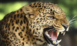 വാല്പ്പാറയില് നാലു വയസുകാരനെ പുലി കടിച്ചു കൊന്നു വാല്പ്പാറയില് നാലു വയസുകാരനെ പുലി കടിച്ചു കൊന്നു