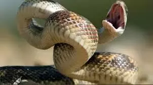 ഇലക്ഷന്‍ ഡ്യൂട്ടിയ്‌ക്കെത്തിയ പോലിസ് ഉദ്യോഗസ്ഥന് പാമ്പുകടിയേറ്റു