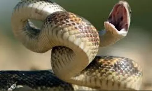 ഇലക്ഷന്‍ ഡ്യൂട്ടിയ്‌ക്കെത്തിയ പോലിസ് ഉദ്യോഗസ്ഥന് പാമ്പുകടിയേറ്റു