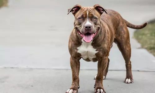 അക്രമണകാരികളായ നായ്ക്കളെ വളര്‍ത്തുന്നത് നിരോധിക്കണം; ഹരജിയില്‍ ഡല്‍ഹി മുനിസിപ്പല്‍ കോര്‍പ്പറേഷന് നോട്ടിസ് അയച്ച് ഡല്‍ഹി ഹൈക്കോടതി