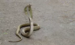 ഭാര്യയെ പാമ്പിനെ കൊണ്ട് കടിപ്പിച്ച് കൊലപ്പെടുത്തി, മൂന്ന് വര്ഷത്തിന് ശേഷം ഭര്ത്താവ് അറസ്റ്റില് ഭാര്യയെ പാമ്പിനെ കൊണ്ട് കടിപ്പിച്ച് കൊലപ്പെടുത്തി, മൂന്ന് വര്ഷത്തിന് ശേഷം ഭര്ത്താവ് അറസ്റ്റില്