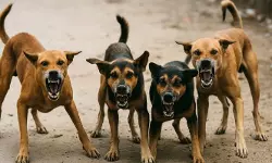 ആലപ്പുഴയില് തെരുവുനായ ആക്രമണത്തില് 25 പേര്ക്ക് പരിക്ക് ആലപ്പുഴയില് തെരുവുനായ ആക്രമണത്തില് 25 പേര്ക്ക് പരിക്ക്