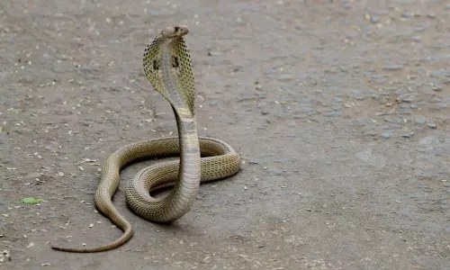 ഭാര്യയെ പാമ്പിനെ കൊണ്ട് കടിപ്പിച്ച് കൊലപ്പെടുത്തി, മൂന്ന് വര്‍ഷത്തിന് ശേഷം ഭര്‍ത്താവ് അറസ്റ്റില്‍