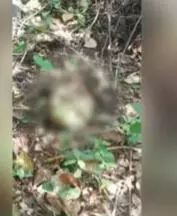 കോഴിക്കോട് നരിക്കുനിയില് മനുഷ്യന്റെ അസ്ഥികൂടം കണ്ടെത്തി കോഴിക്കോട് നരിക്കുനിയില് മനുഷ്യന്റെ അസ്ഥികൂടം കണ്ടെത്തി