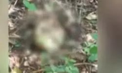 കോഴിക്കോട് നരിക്കുനിയില് മനുഷ്യന്റെ അസ്ഥികൂടം കണ്ടെത്തി കോഴിക്കോട് നരിക്കുനിയില് മനുഷ്യന്റെ അസ്ഥികൂടം കണ്ടെത്തി