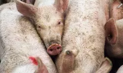 പാലക്കാട്ട് ആഫ്രിക്കന് പന്നിപ്പനി സ്ഥിരീകരിച്ചു പാലക്കാട്ട് ആഫ്രിക്കന് പന്നിപ്പനി സ്ഥിരീകരിച്ചു