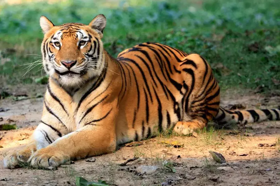 കടുവ ഭീതി; വയനാട്ടിലെ പനമരം, കണിയാമ്പറ്റ ഗ്രാമപഞ്ചായത്തിലെ നിരവധി വാര്‍ഡുകളില്‍  ബുധനാഴ്ച വിദ്യാഭ്യാസ സ്ഥാപനങ്ങള്‍ക്ക്  അവധി