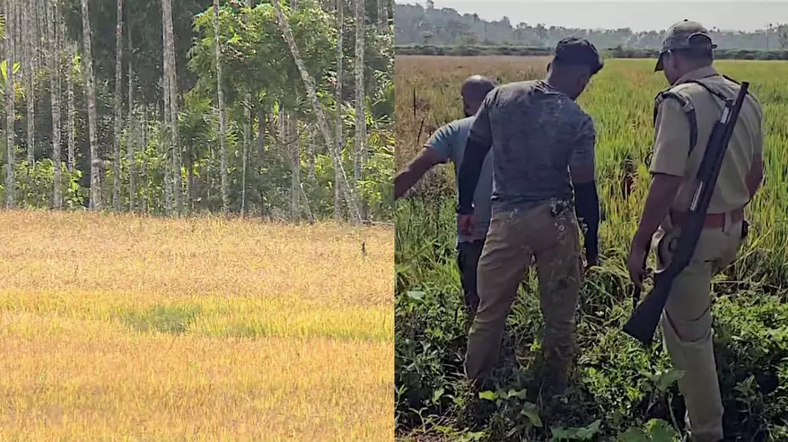 വയനാട്ടില് ജനവാസ മേഖലയില് ഇറങ്ങിയ കടുവയെ കണ്ടെത്തി വയനാട്ടില് ജനവാസ മേഖലയില് ഇറങ്ങിയ കടുവയെ കണ്ടെത്തി