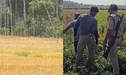 വയനാട്ടില് ജനവാസ മേഖലയില് ഇറങ്ങിയ കടുവയെ കണ്ടെത്തി വയനാട്ടില് ജനവാസ മേഖലയില് ഇറങ്ങിയ കടുവയെ കണ്ടെത്തി