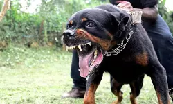 വളര്‍ത്തുനായ കടിച്ചാല്‍ ഉടമക്കെതിരേ കേസെടുക്കും: ഡെറാഡൂണ്‍ പോലിസ്