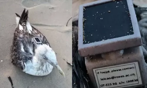 കര്ണാടക തീരത്ത് ജിപിഎസ് ഘടിപ്പിച്ച കടല്കൊക്കിനെ കണ്ടെത്തി കര്ണാടക തീരത്ത് ജിപിഎസ് ഘടിപ്പിച്ച കടല്കൊക്കിനെ കണ്ടെത്തി