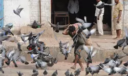 ആരോഗ്യ ഭീഷണി; പൊതുസ്ഥലങ്ങളില്‍ പ്രാവുകളെ തീറ്റുന്നതിന് വിലക്ക്