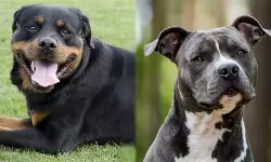 ചെന്നൈയില്‍ പിറ്റ്ബുള്‍, റോട്ട് വീലര്‍ നായ്ക്കള്‍ക്ക് കര്‍ശന നിയന്ത്രണം