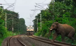 അസമില്‍ ട്രെയിനിടിച്ച് എട്ട് ആനകള്‍ ചരിഞ്ഞു