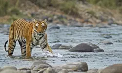 കടുവ ആക്രമണം; വയനാട് പുല്‍പ്പള്ളിയില്‍ ഒരാളെ കടിച്ചുകൊന്നു