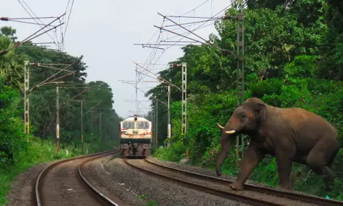 അസമില്‍ ട്രെയിനിടിച്ച് എട്ട് ആനകള്‍ ചരിഞ്ഞു