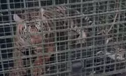 റാന്നിയെ വിറപ്പിച്ച കടുവ ഒടുവില്‍ കൂട്ടില്‍