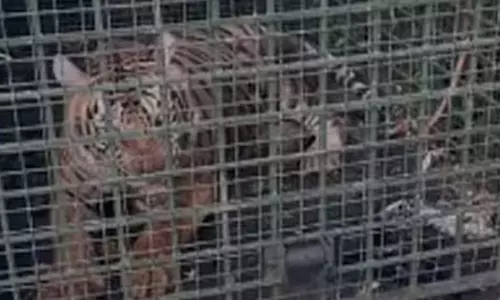 റാന്നിയെ വിറപ്പിച്ച കടുവ ഒടുവില്‍ കൂട്ടില്‍