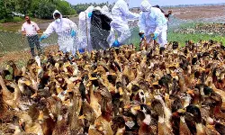 പക്ഷിപ്പനി; ആലപ്പുഴയില്‍ 19,881 പക്ഷികളെ കൊന്നൊടുക്കും