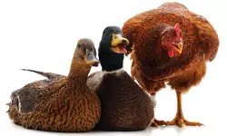 പക്ഷിപ്പനി; ആലപ്പുഴ ജില്ലയില്‍ വളര്‍ത്തുപക്ഷികളെ കൊന്നു നശിപ്പിക്കും