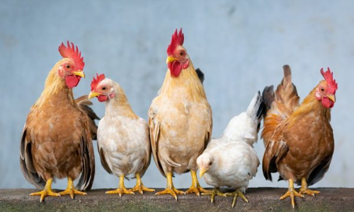 പച്ചമാംസമോ പകുതി വേവിച്ച മാംസമോ കഴിക്കരുത്; കര്ശന ജാഗ്രതാ നിര്ദേശം പുറപ്പെടുവിച്ച് ആരോഗ്യവകുപ്പ് പച്ചമാംസമോ പകുതി വേവിച്ച മാംസമോ കഴിക്കരുത്; കര്ശന ജാഗ്രതാ നിര്ദേശം പുറപ്പെടുവിച്ച് ആരോഗ്യവകുപ്പ്