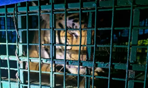 വയനാട്ടിലെ നരഭോജി കടുവ വനം വകുപ്പിന്റെ കൂട്ടില്‍