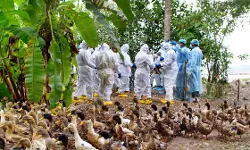 പക്ഷിപ്പനി; പരിശോധന ശക്തമാക്കി, 24,309 പക്ഷികളെ കൊന്നൊടുക്കി