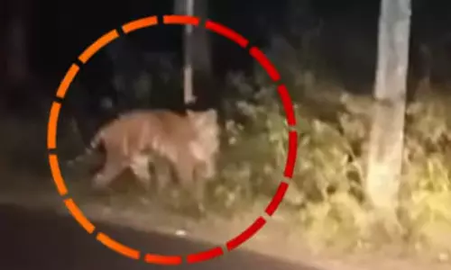 വയനാട്ടില് ജനവാസ മേഖലയില് വീണ്ടും കടുവയെ കണ്ടു വയനാട്ടില് ജനവാസ മേഖലയില് വീണ്ടും കടുവയെ കണ്ടു