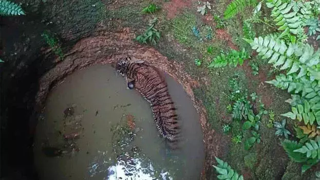 പത്തനംതിട്ടയില്‍ കടുവ കിണറ്റില്‍ വീണു