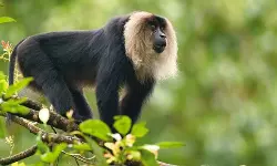 തിരുവനന്തപുരം മൃഗശാലയില്‍ സിംഹവാലന്‍ കുരങ്ങ് കൂടിന് പുറത്തേക്കു ചാടി