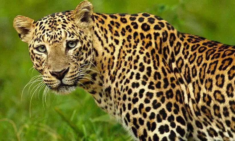 വയനാട്ടില്‍ ജനവാസ മേഖലയില്‍ പുലി