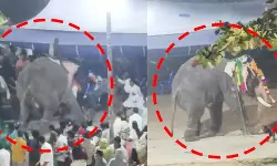 ഉല്‍സവത്തിനിടെ ആന ഇടഞ്ഞു; രണ്ട് പാപ്പാന്‍മാര്‍ക്ക് പരിക്ക്