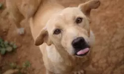 เดคเตเดฐเตเดตเตเดจเดพเดฏ เดตเดฟเดทเดฏเด; เดชเตเดฐเดคเดฟเดฐเตเดงเดฎเดพเดฃเต เดชเตเดฐเดงเดพเดจเดฎเตเดจเตเดจเต เดธเตเดชเตเดฐเดฟเดเดเตเดเดคเดฟ เดคเตเดฐเตเดตเตเดจเดพเดฏ เดตเดฟเดทเดฏเด; เดชเตเดฐเดคเดฟเดฐเตเดงเดฎเดพเดฃเต เดชเตเดฐเดงเดพเดจเดฎเตเดจเตเดจเต เดธเตเดชเตเดฐเดฟเดเดเตเดเดคเดฟ