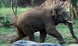 ആനയ്ക്ക് മുന്നില്‍ കുട്ടിയുമായി റീല്‍; കേസെടുത്ത് പോലിസ്