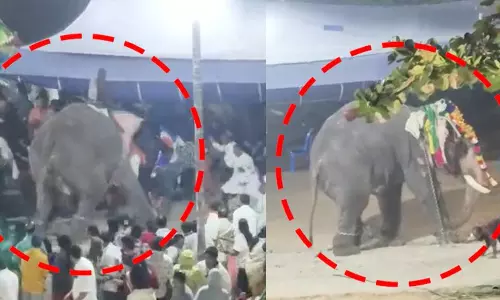 ഉല്‍സവത്തിനിടെ ആന ഇടഞ്ഞു; രണ്ട് പാപ്പാന്‍മാര്‍ക്ക് പരിക്ക്