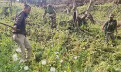 മണിപ്പൂരില്‍ കറുപ്പ് കൃഷി നശിപ്പിച്ചു