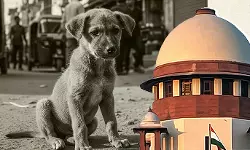 നായ്ക്കള്ക്ക് തങ്ങളെ ഭയക്കുന്നവരുടെ ഗന്ധം തിരിച്ചറിയാന് കഴിയും, അവ ആക്രമിക്കും; തെരുവുനായ വിഷയത്തില് സുപ്രിംകോടതി നായ്ക്കള്ക്ക് തങ്ങളെ ഭയക്കുന്നവരുടെ ഗന്ധം തിരിച്ചറിയാന് കഴിയും, അവ ആക്രമിക്കും; തെരുവുനായ വിഷയത്തില് സുപ്രിംകോടതി