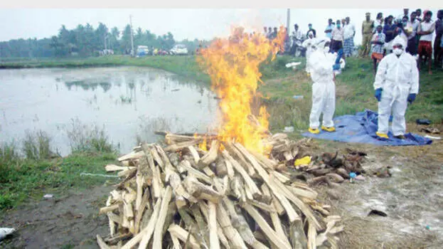 പക്ഷിപ്പനി നഷ്ടപരിഹാരം വീണ്ടും വൈകും പക്ഷിപ്പനി നഷ്ടപരിഹാരം വീണ്ടും വൈകും