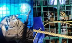 അയ്യന്‍കുന്നില്‍ ഭീതി പരത്തിയ കടുവ കൂട്ടിലായി