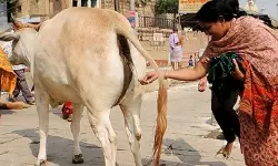 പശുവിന്റെ മൂത്രവും ചാണകവും ഉപയോഗിച്ച് കാന്‍സറിന് മരുന്ന്; ഗവേഷണത്തിന്റെ മറവില്‍ കോടികളുടെ അഴിമതി