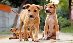 ഒമ്പതു വയസ്സുകാരിയെ തെരുവുനായ കടിച്ചുകൊന്നു