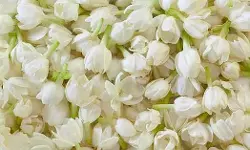 മുല്ല വിലയില്‍ വര്‍ധന; ഒരു മുഴം പൂവിന് 120 മുതല്‍ 150 രൂപ വരെ