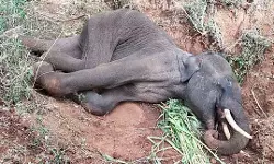 നാടൻ ബോംബ് പൊട്ടിത്തെറിച്ചതിനെ തുടർന്ന് ആനക്കുട്ടി ചത്തു