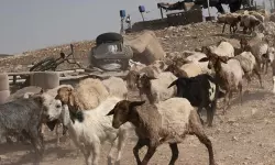 സിറിയയില്‍ നിന്നും 250 ആടുകളെ മോഷ്ടിച്ച് ഇസ്രായേലി സൈന്യം