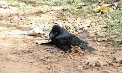 കണ്ണൂരില്‍ പക്ഷിപ്പനി; സ്ഥിരീകരിച്ചത് കാക്കയില്‍