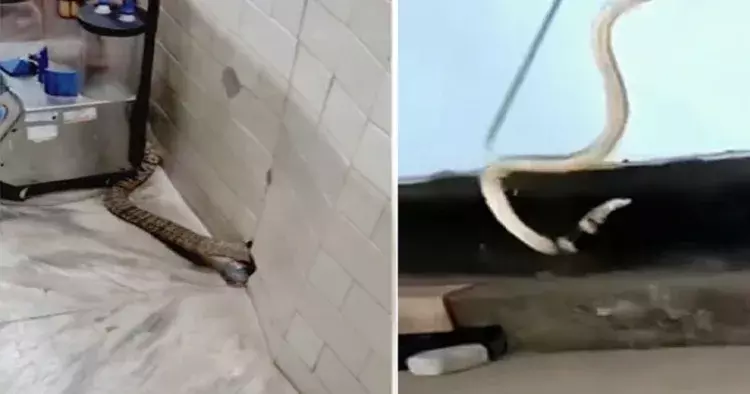 തൃശൂര് ജനറല് ആശുപത്രിയില് ഓപ്പറേഷന് തിയേറ്ററിന് സമീപം മൂര്ഖന് പാമ്പ്; അപകടം ഒഴിവായത് തലനാരിഴയ്ക്ക് തൃശൂര് ജനറല് ആശുപത്രിയില് ഓപ്പറേഷന് തിയേറ്ററിന് സമീപം മൂര്ഖന് പാമ്പ്; അപകടം ഒഴിവായത് തലനാരിഴയ്ക്ക്