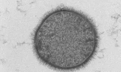 ബാസിലസ് സബ്റ്റിലിസ് കേരളത്തിന്റെ സൂക്ഷ്മാണു