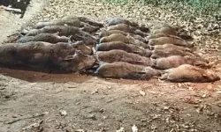 കാട്ടുപന്നികളെ വെടിവെച്ചുകൊന്നു കാട്ടുപന്നികളെ വെടിവെച്ചുകൊന്നു