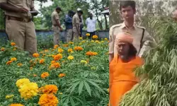 ക്ഷേത്ര പരിസരത്ത് ജമന്തി തോട്ടത്തില്‍ കഞ്ചാവ് കൃഷി;  70 ലക്ഷം രൂപയുടെ കഞ്ചാവുമായി പൂജാരി പിടിയില്‍